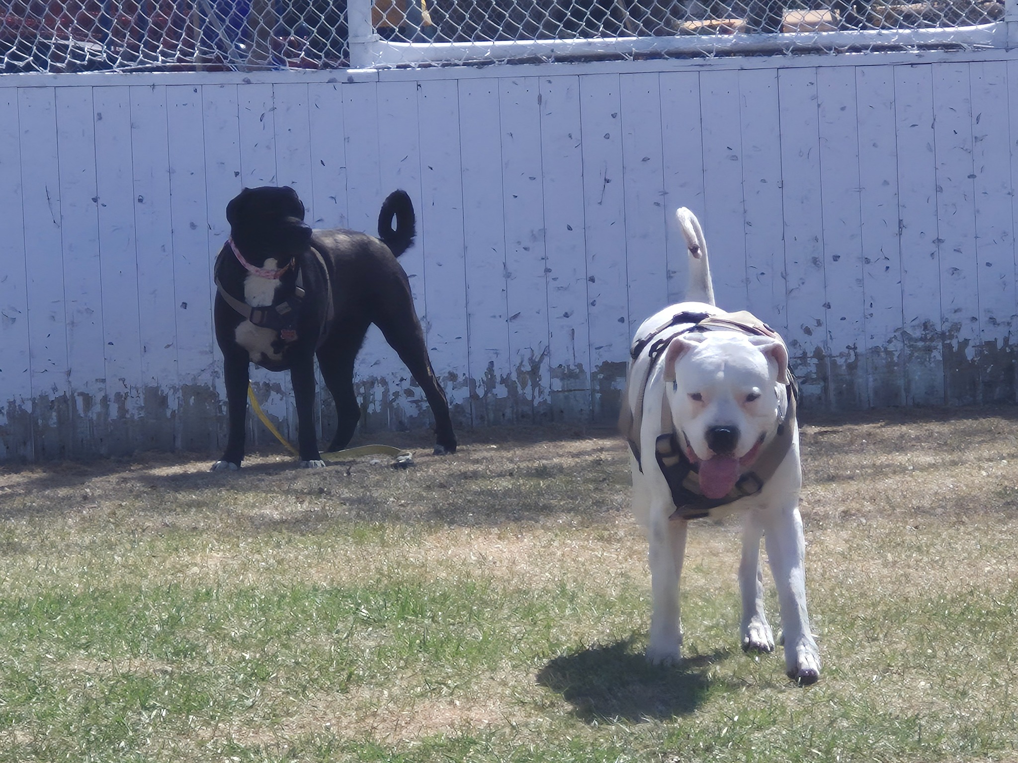 Dogs that inspired El Dogo Services